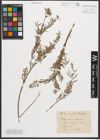 Foto von Salix nigra Marshall